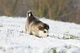ALASKAN MALAMUTE 254